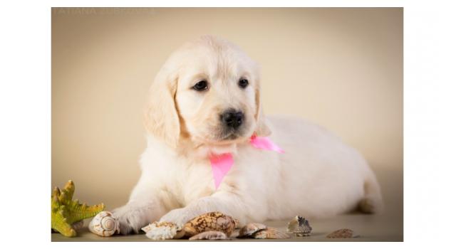 Щенки золотистого ретривера в питомнике Goldberry Щенки золотистого ретривера в питомнике Goldberry