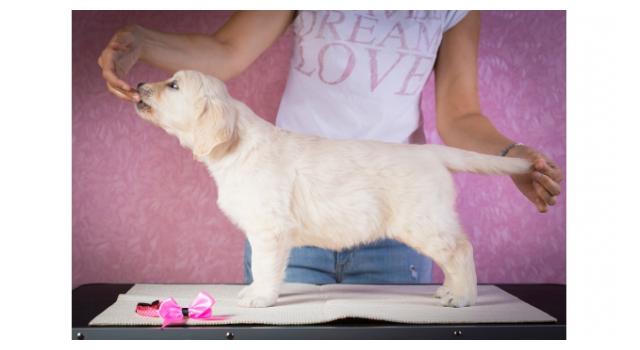 Щенки золотистого ретривера в питомнике Goldberry Щенки золотистого ретривера в питомнике Goldberry