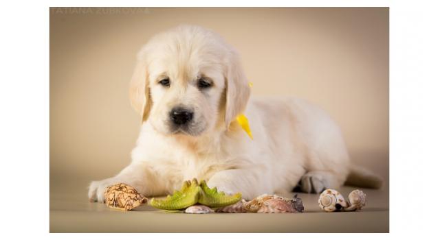Щенки золотистого ретривера в питомнике Goldberry Щенки золотистого ретривера в питомнике Goldberry