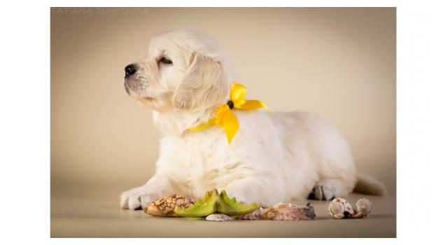 Щенки золотистого ретривера в питомнике Goldberry Щенки золотистого ретривера в питомнике Goldberry