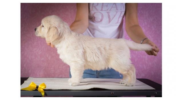 Щенки золотистого ретривера в питомнике Goldberry Щенки золотистого ретривера в питомнике Goldberry