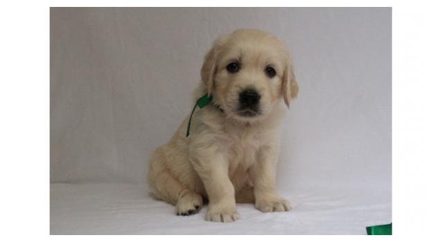 Щенки золотистого ретривера в питомнике Goldberry Щенки золотистого ретривера в питомнике Goldberry