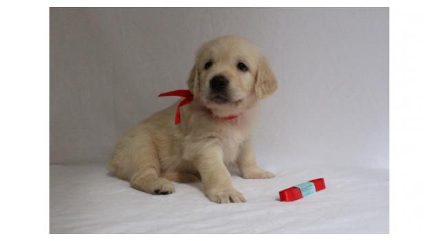 Щенки золотистого ретривера в питомнике Goldberry Щенки золотистого ретривера в питомнике Goldberry