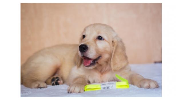 Щенки золотистого ретривера в питомнике Goldberry Щенки золотистого ретривера в питомнике Goldberry