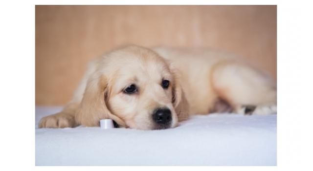 Щенки золотистого ретривера в питомнике Goldberry Щенки золотистого ретривера в питомнике Goldberry