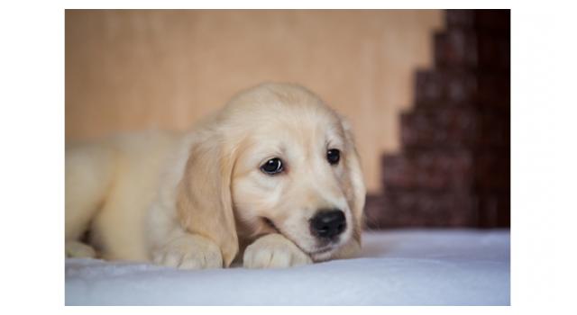 Щенки золотистого ретривера в питомнике Goldberry Щенки золотистого ретривера в питомнике Goldberry