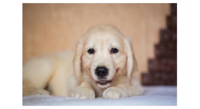 Щенки золотистого ретривера в питомнике Goldberry Щенки золотистого ретривера в питомнике Goldberry