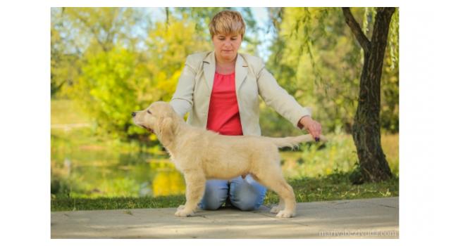Щенки золотистого ретривера в питомнике Goldberry Щенки золотистого ретривера в питомнике Goldberry