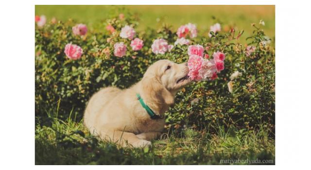 Щенки золотистого ретривера в питомнике Goldberry Щенки золотистого ретривера в питомнике Goldberry