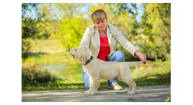 Щенки золотистого ретривера в питомнике Goldberry Щенки золотистого ретривера в питомнике Goldberry