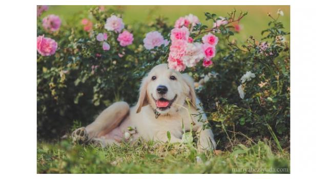 Щенки золотистого ретривера в питомнике Goldberry Щенки золотистого ретривера в питомнике Goldberry