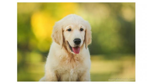 Щенки золотистого ретривера в питомнике Goldberry Щенки золотистого ретривера в питомнике Goldberry