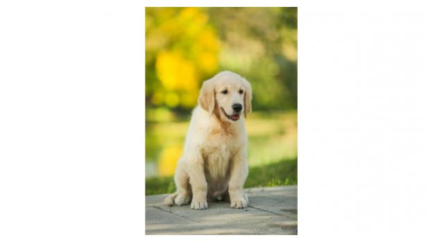 Щенки золотистого ретривера в питомнике Goldberry Щенки золотистого ретривера в питомнике Goldberry