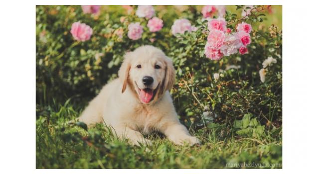 Щенки золотистого ретривера в питомнике Goldberry Щенки золотистого ретривера в питомнике Goldberry