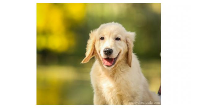 Щенки золотистого ретривера в питомнике Goldberry Щенки золотистого ретривера в питомнике Goldberry