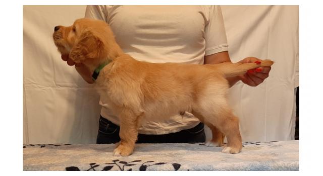 Щенки золотистого ретривера в питомнике Goldberry Щенки золотистого ретривера в питомнике Goldberry