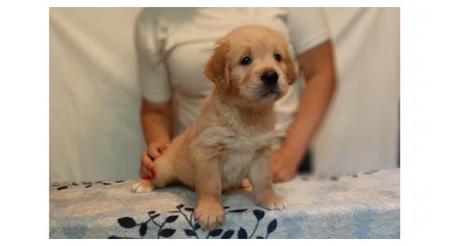 Щенки золотистого ретривера в питомнике Goldberry Щенки золотистого ретривера в питомнике Goldberry