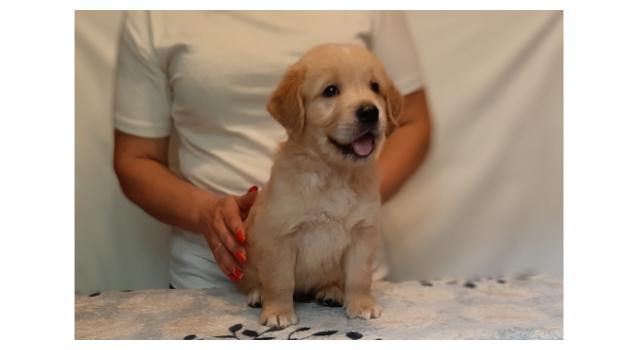 Щенки золотистого ретривера в питомнике Goldberry Щенки золотистого ретривера в питомнике Goldberry