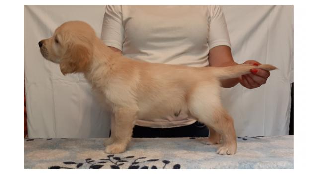 Щенки золотистого ретривера в питомнике Goldberry Щенки золотистого ретривера в питомнике Goldberry