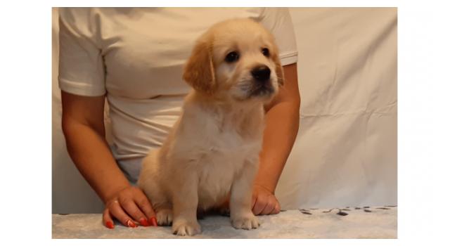 Щенки золотистого ретривера в питомнике Goldberry Щенки золотистого ретривера в питомнике Goldberry