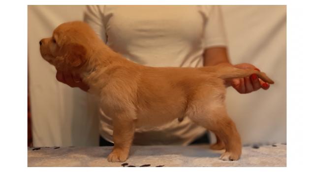 Щенки золотистого ретривера в питомнике Goldberry Щенки золотистого ретривера в питомнике Goldberry