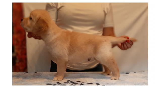 Щенки золотистого ретривера в питомнике Goldberry Щенки золотистого ретривера в питомнике Goldberry