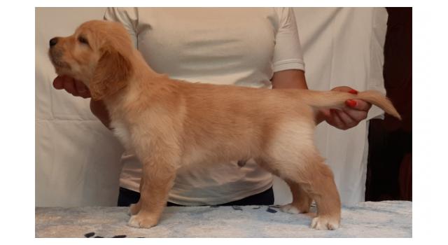 Щенки золотистого ретривера в питомнике Goldberry Щенки золотистого ретривера в питомнике Goldberry