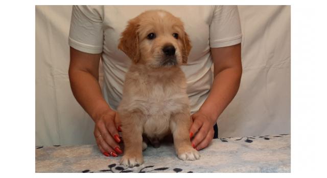 Щенки золотистого ретривера в питомнике Goldberry Щенки золотистого ретривера в питомнике Goldberry