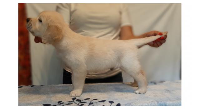 Щенки золотистого ретривера в питомнике Goldberry Щенки золотистого ретривера в питомнике Goldberry