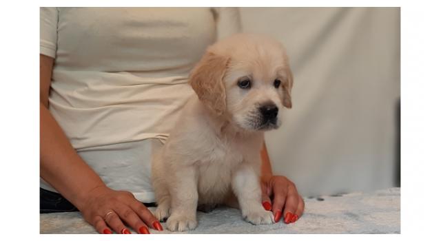 Щенки золотистого ретривера в питомнике Goldberry Щенки золотистого ретривера в питомнике Goldberry