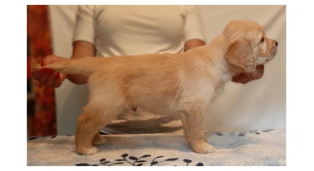 Щенки золотистого ретривера в питомнике Goldberry Щенки золотистого ретривера в питомнике Goldberry