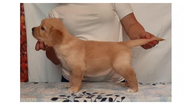 Щенки золотистого ретривера в питомнике Goldberry Щенки золотистого ретривера в питомнике Goldberry