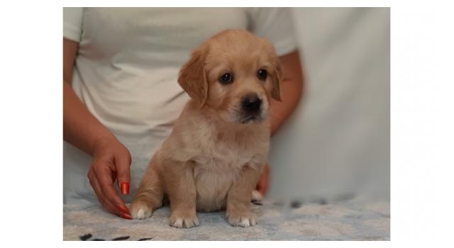 Щенки золотистого ретривера в питомнике Goldberry Щенки золотистого ретривера в питомнике Goldberry