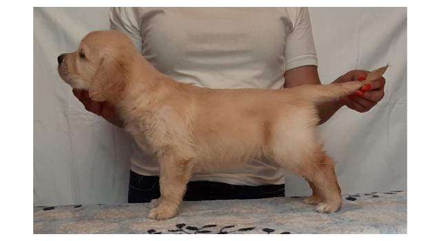 Щенки золотистого ретривера в питомнике Goldberry Щенки золотистого ретривера в питомнике Goldberry