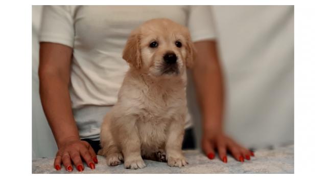 Щенки золотистого ретривера в питомнике Goldberry Щенки золотистого ретривера в питомнике Goldberry