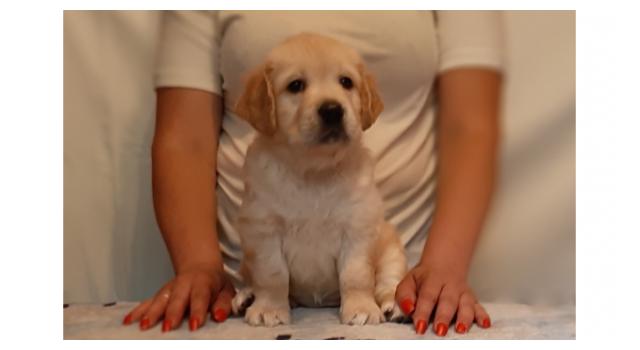 Щенки золотистого ретривера в питомнике Goldberry Щенки золотистого ретривера в питомнике Goldberry