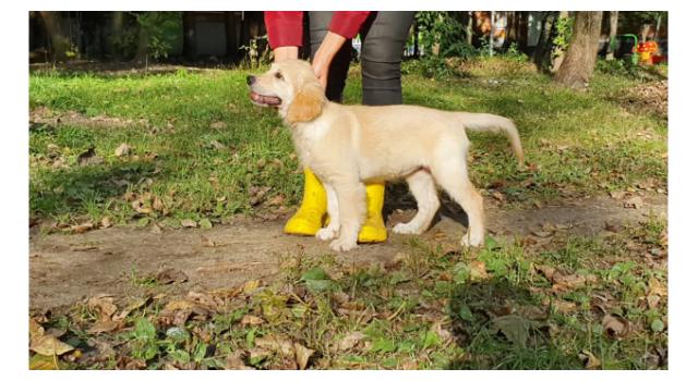 Щенки золотистого ретривера в питомнике Goldberry Щенки золотистого ретривера в питомнике Goldberry