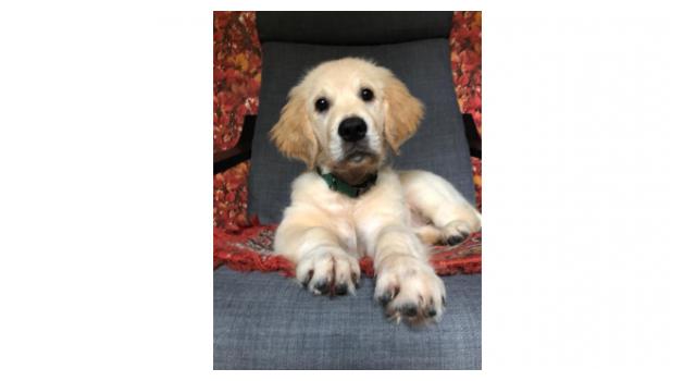 Щенки золотистого ретривера в питомнике Goldberry Щенки золотистого ретривера в питомнике Goldberry