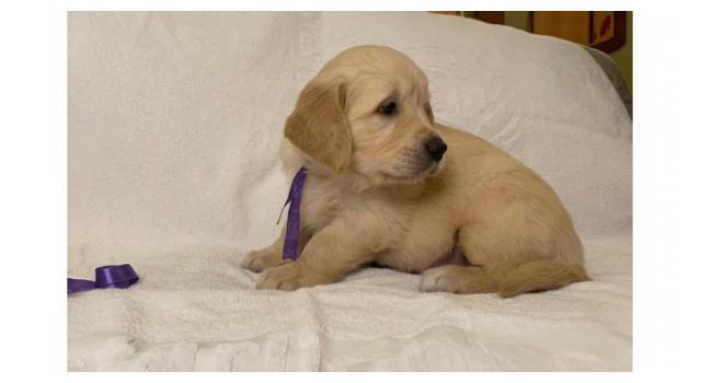 Щенки золотистого ретривера в питомнике Goldberry Щенки золотистого ретривера в питомнике Goldberry