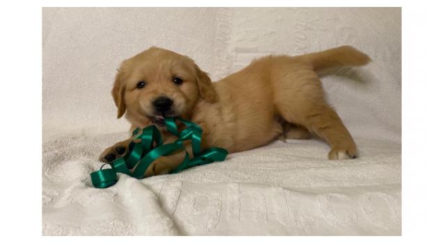 Щенки золотистого ретривера в питомнике Goldberry Щенки золотистого ретривера в питомнике Goldberry